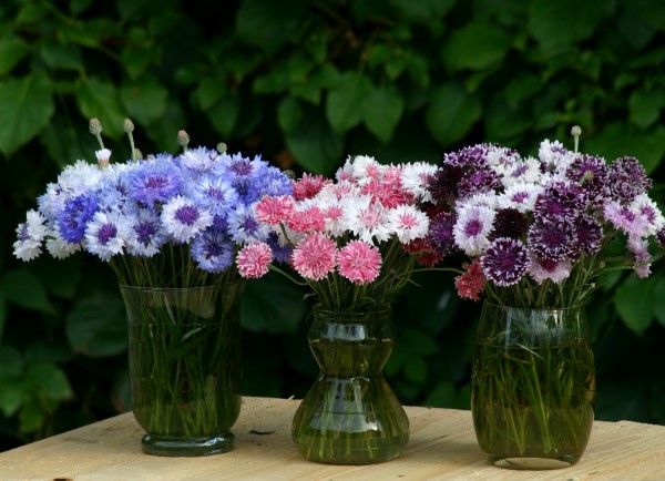 Classic Magic Centaurea mix in blue, pink, and purple look lovely in vases and can be dried and added to natural beauty recipes