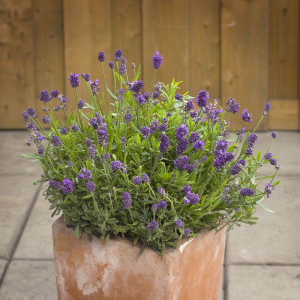 Mini blue lavender, a small-space lavender plant that can be used in DIY skincare recipes