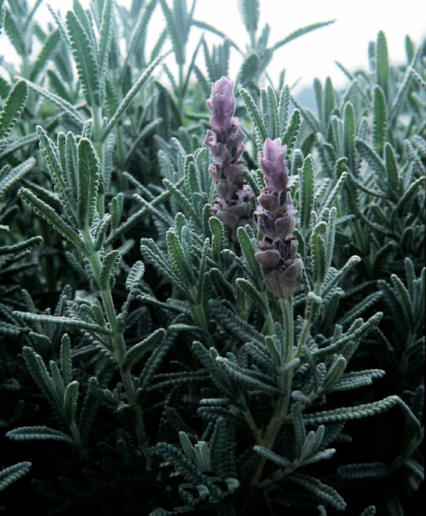 Lavender vera is beautiful and makes a wonderful ingredient in homemade beauty recipes