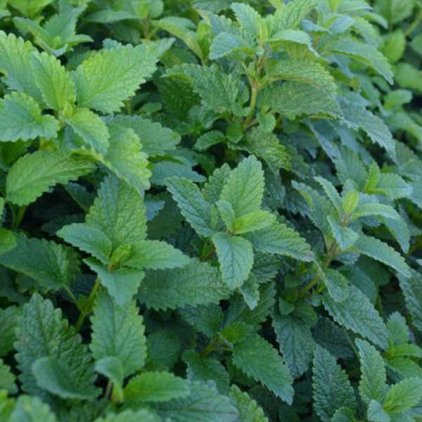 Lemon balm is one of my favorite healing herbs to add to skincare recipes