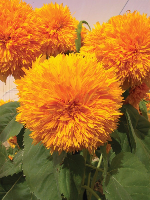 Goldy double sunflowers look gorgeous in the garden and the petals can be added to natural skincare recipes for a decorative element