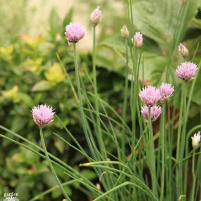 Close-up image of blooming chives growing in a garden