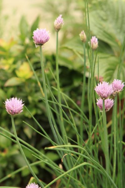 Close-up image of blooming chives growing in a garden