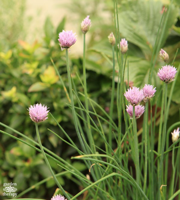 Close-up image of blooming chives growing in a garden