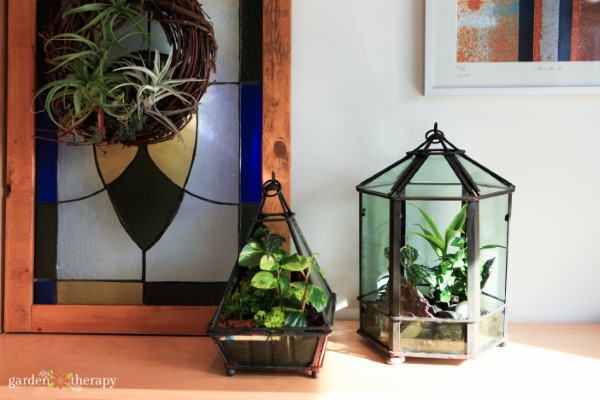 Two geometric terrariums in different shapes with tropical plants growing inside