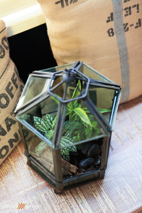 Tropical plants inside a geometric glass terrarium