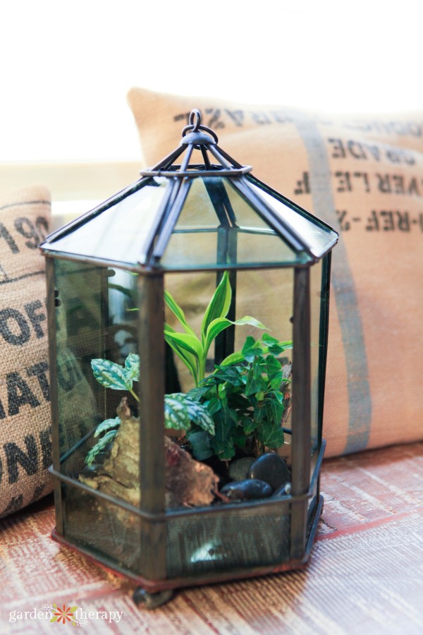 Glass terrariums planted with tropical houseplants