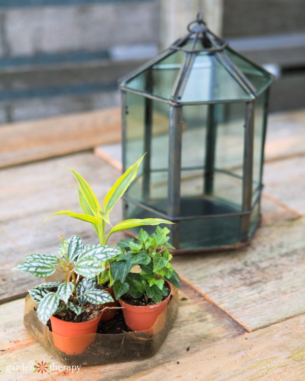 Assorted tropical plants in front of a glass terrarium