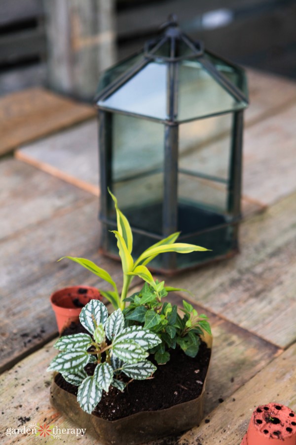 Assorted tropicals planted in soil in a tray with a glass terrarium in the background
