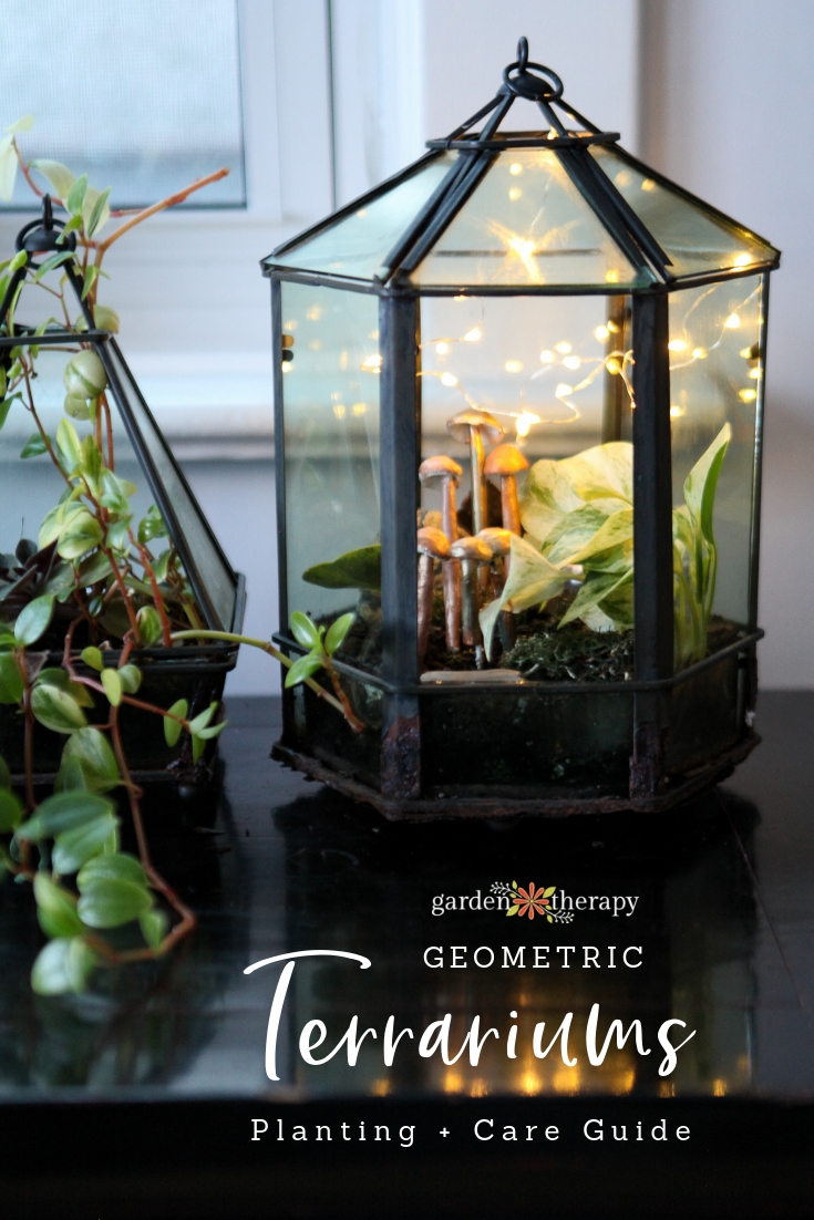 Geometric Terrarium Planting and Care Guide. Beautiful terrariums full of tropical plants.