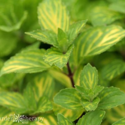 Close-up image of mint plant with variegated green and yellow leaves
