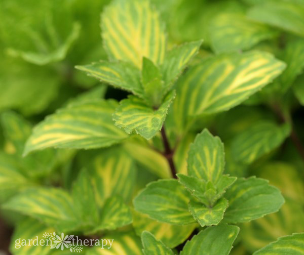  Image en gros plan d'une plante de menthe aux feuilles panachées de vert et de jaune 