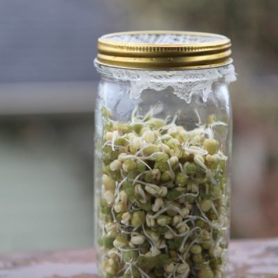 homegrown sprouts three ways