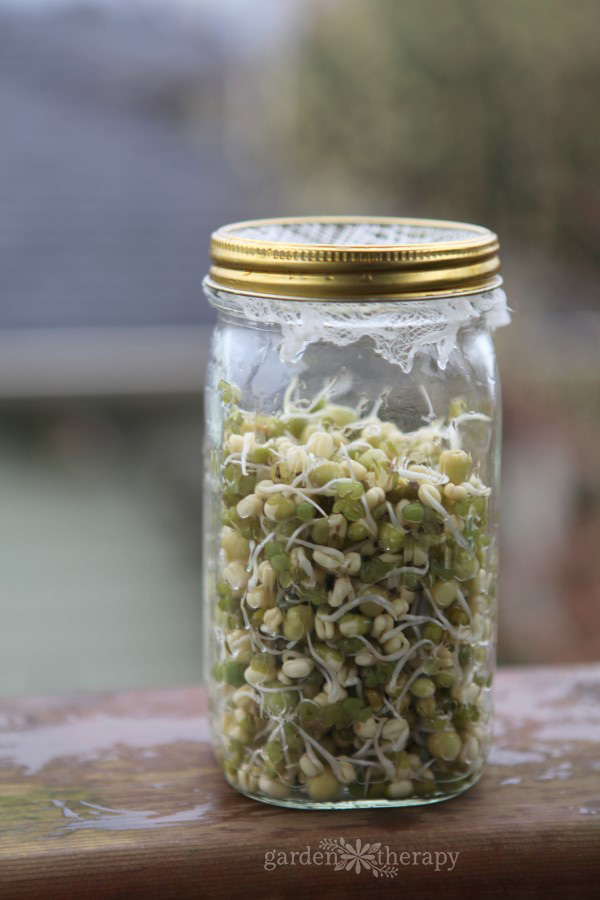 Sprouting beans in a jar