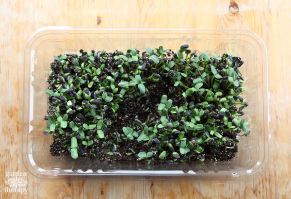 Sunflower microgreens growing in a plastic container.