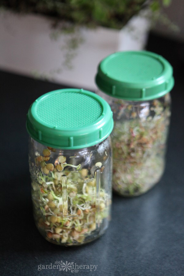 Two mason jars with green sprouting lids holding freshly grown sprouts