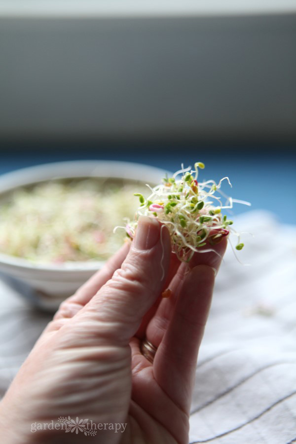 woman holding freshly grown sprouts 