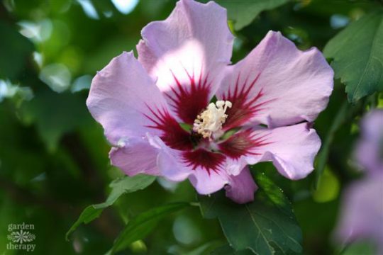 Rose of sharon, a light pink trumpet-shaped flower with magenta center