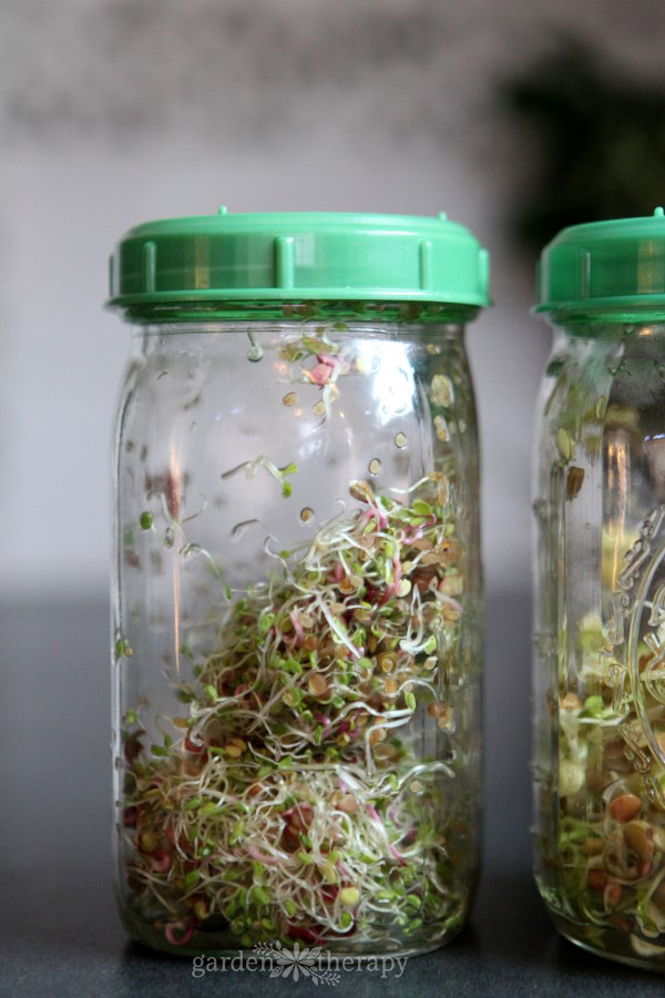 Two clear glass jars with green plastic lids filled with sprouts