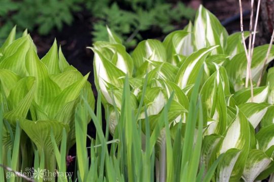 Hosta leaves and shoots, both of which are edible.