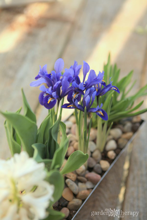 Purple Iris flowers blooming from a vase with rocks