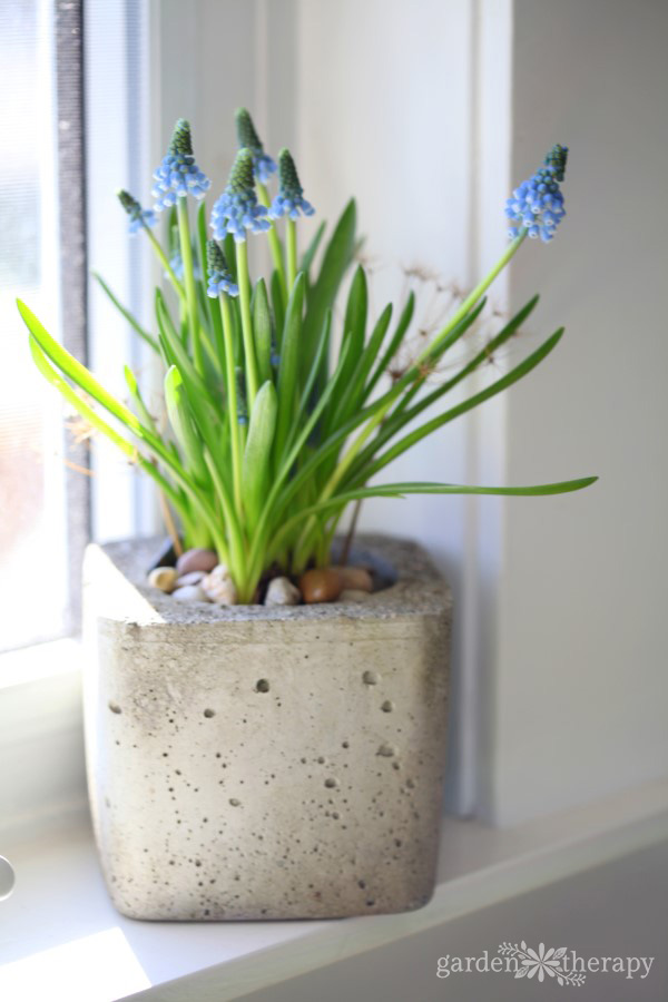 Muscari are one of several spring bulbs that can be forced to bloom indoors