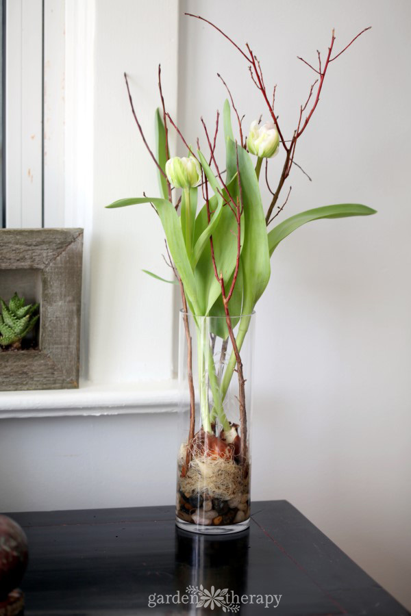 Tulips growing in a deep vase look beautiful with some delicate branches added to the arrangement