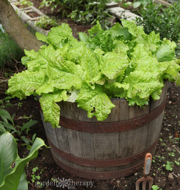 Visual of how to grow lettuce in a wine barrel with copper wire around it to prevent garden snails from eating