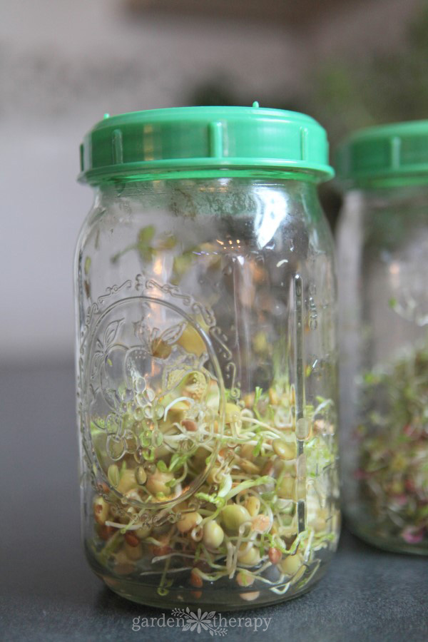 crispy mix sprouts growing in a jar