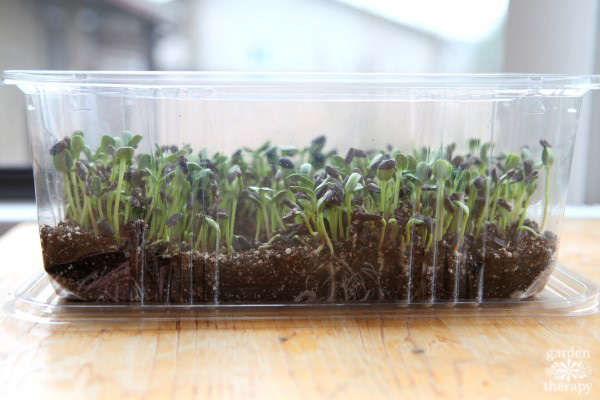 Sunflower microgreens growing in a plastic salad container.