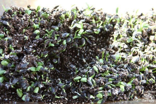 Sunflower microgreens shooting up out of the dirt.