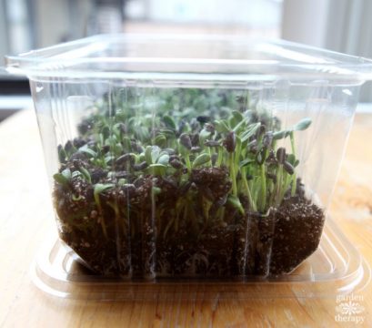 Easy, Nutritious, and Yummy: Three Ways to Grow Sprouts - Garden Therapy