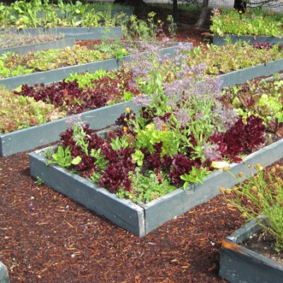 Raised beds with vegetables and herbs growing
