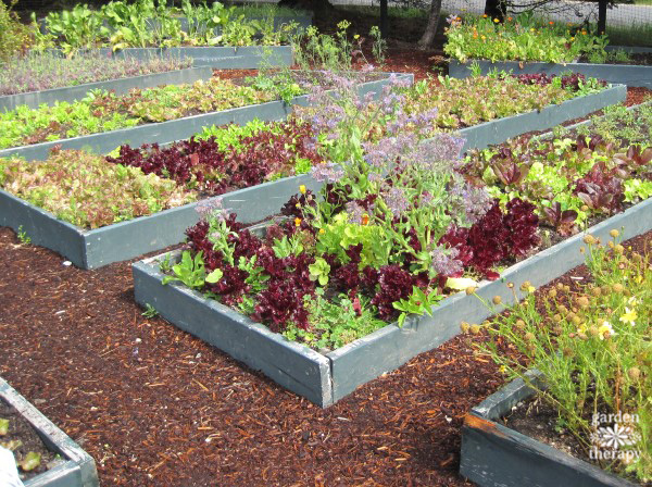 Raised beds with vegetables and herbs growing