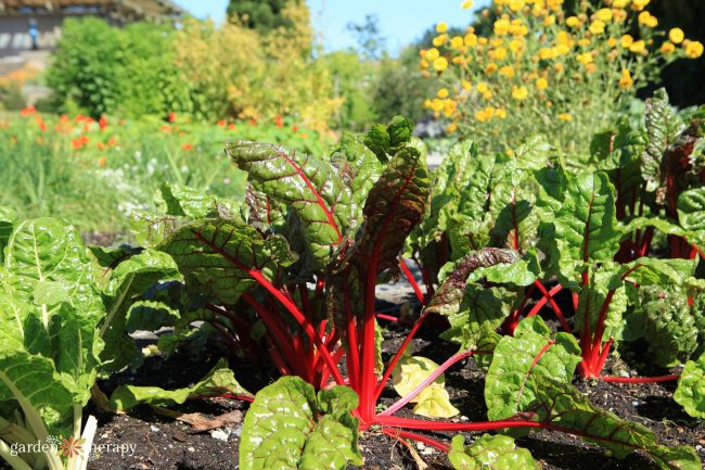 Large vegetable garden with mixed herbs