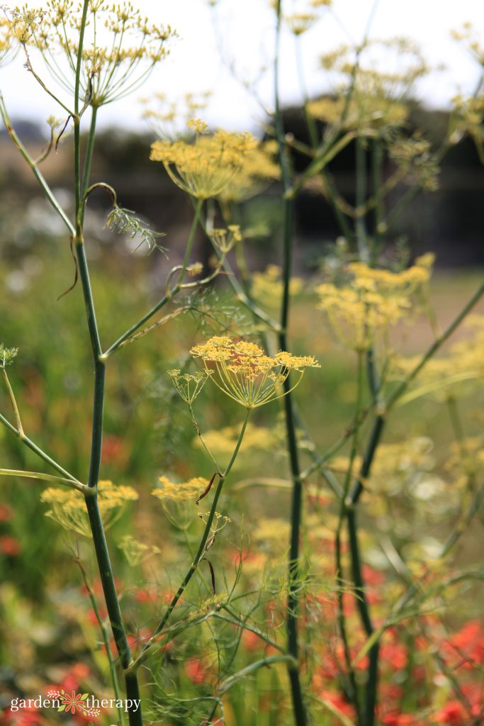 Coriander panted in a garden to help deter pests