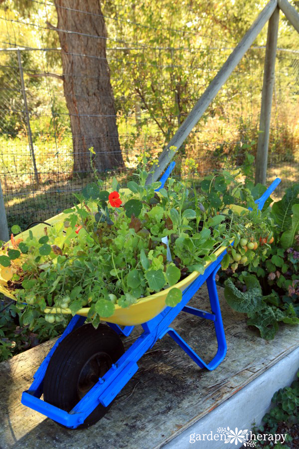 A blue and yellow wheelbarrow planted with nasturtiums 