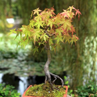 Bonsai Japanese maple tree in a square ceramic pot in front of a pond