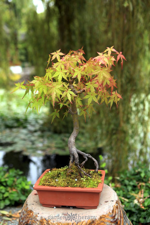Bonsai Japanese maple tree in a square ceramic pot in front of a pond