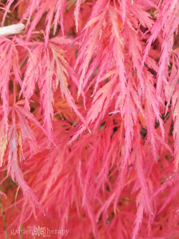 Close-up image of feathery, bright red Japanese maple leaves