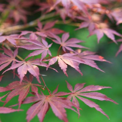 Close-up image of burgundy Japanese maple branches on a green background