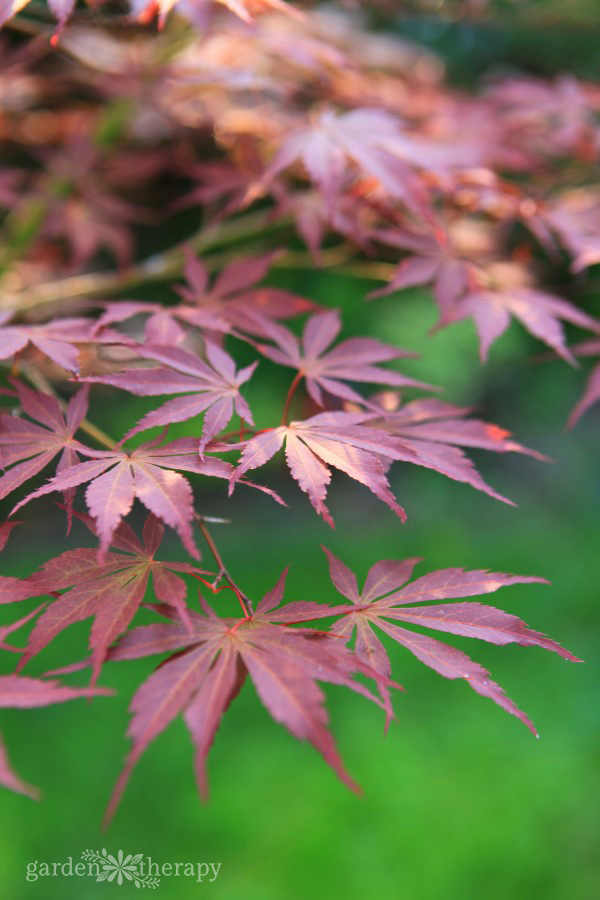 Close-up image of burgundy Japanese maple branches on a green background during the fall