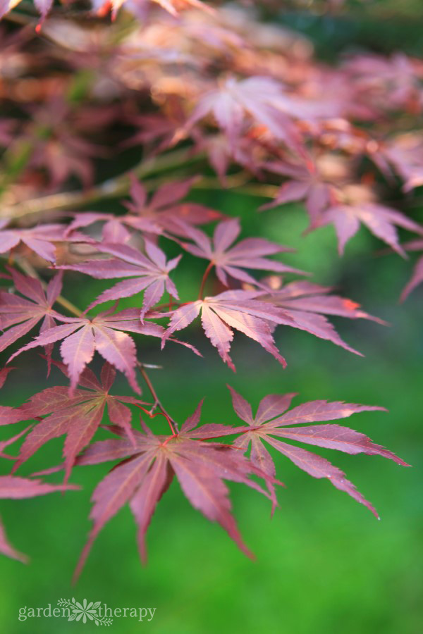 Close-up image of burgundy Japanese maple branches on a green background