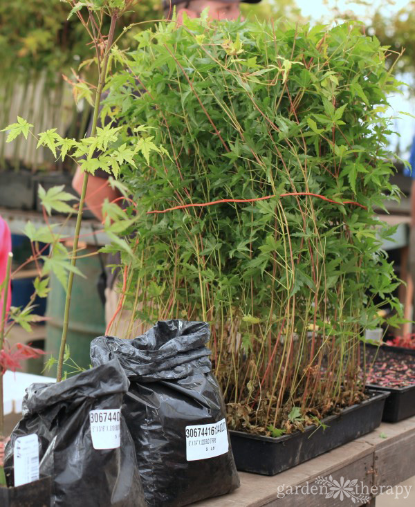 A group of small Japanese maple seedlings in nursery pots