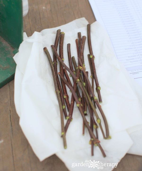 Branch cuttings in a pile