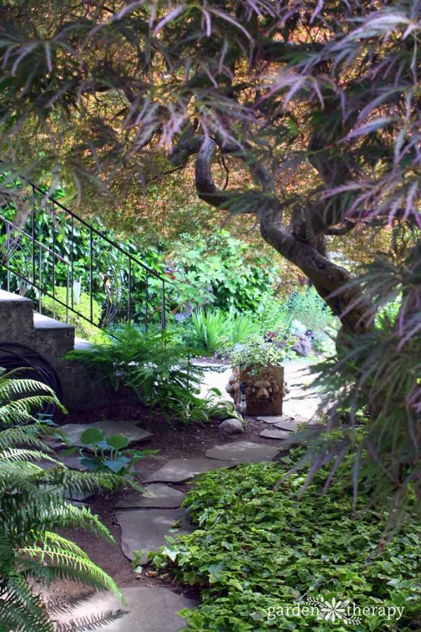 A stone garden path with stairs on one side and a large Japanese maple on the other side