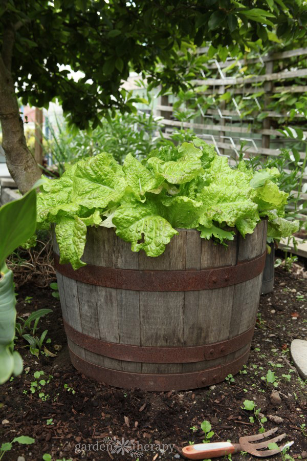 A half wine barrel makes a stylish and effective container to grow lettuce in