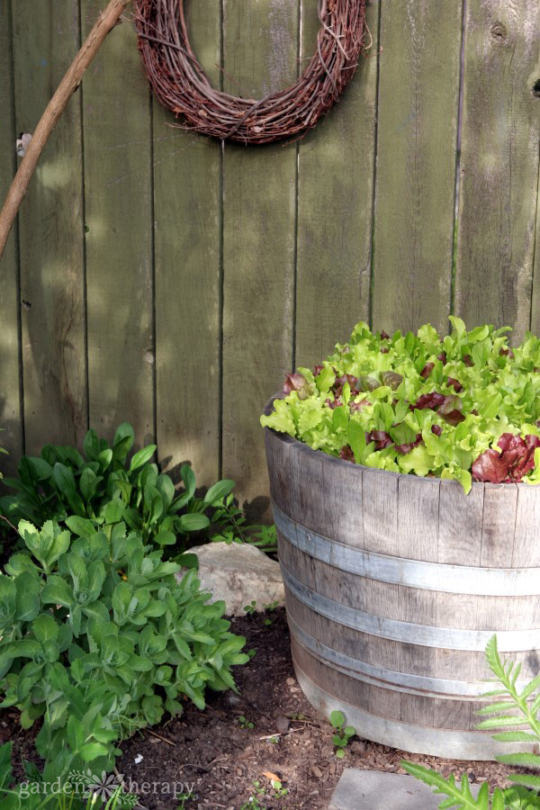 Various types of lettuce in different colors look attractive growing in a wine barrel