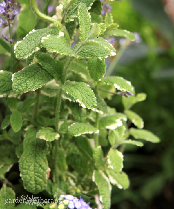 Mint plant with variegated leaves growing in a garden