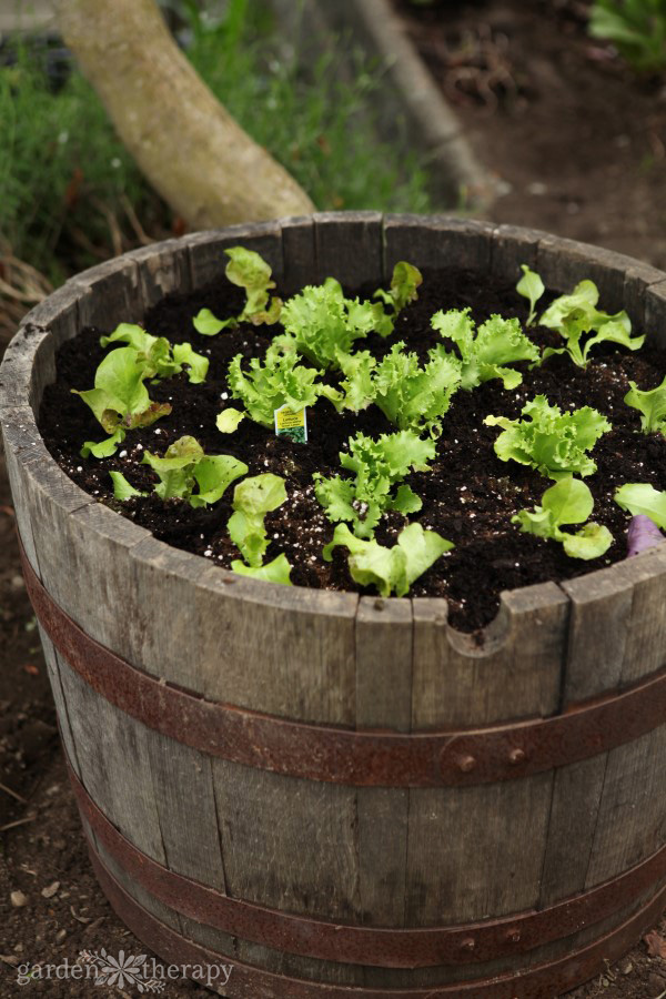 lettuce seedlings growing in a container